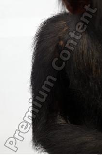 Chimpanzee - Pan troglodytes 0010